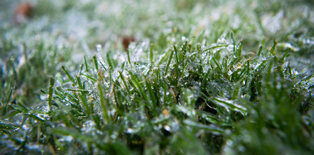 Green blades of grass are covered with transparent ice. Close-up. Winter weather surprises....