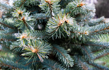 Twigs of blue spruce covered with ice close-up. Winter weather surprises. Unexpected ice. The sharp...