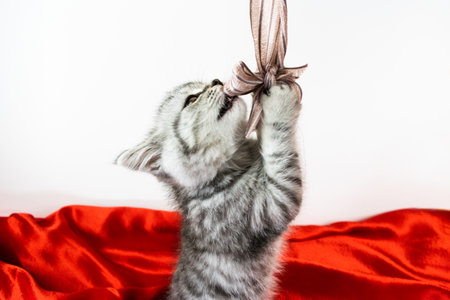 Little playful cute Scottish Straight cat kitten grabbed his bow with his paws, sitting on a red silk fabric on a white background with copy space. Close-up portrait of cut baby pet cat.の写真素材