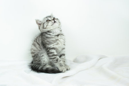 Little cute Scottish Straight kitten sitting on white silk fabric and looks up against white background with copy space. Portrait of an adorable baby pet cat with fur colored in black marble on silverの写真素材