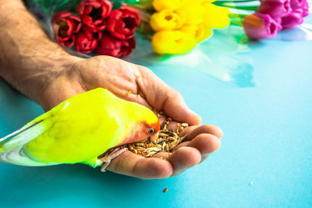 Tamed yellow rosy-faced lovebird parrot (Agapornis roseicollis) eats grain from the hand of a man...