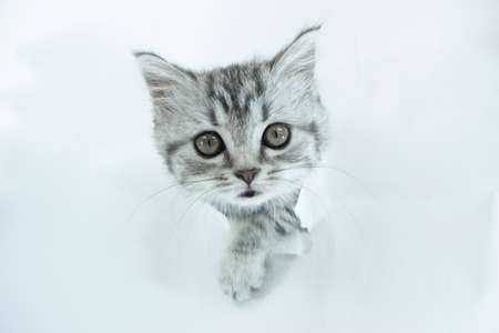 Little Scottish Straight kitten stuck its muzzle into a hole in a torn white sheet of paper background. Copy space. Face of cute baby pet cat with fur colored in tabby close up.の写真素材