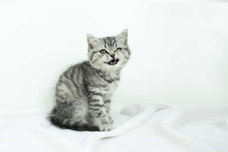 Little cute Scottish Straight kitten funny curled the muzzle showing its white teeth while sitting on a white cloth background. Funny portrait of an baby pet cat with fur colored in tabby.の写真素材
