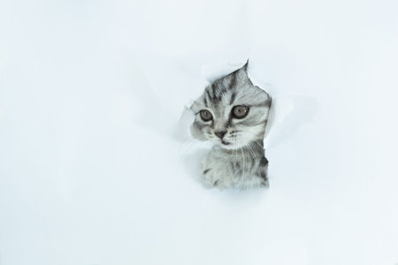 Little Scottish Straight kitten stuck its muzzle into a hole in a torn white sheet of paper background. Copy space. Face of cute baby pet cat with fur colored in tabby close up.の写真素材