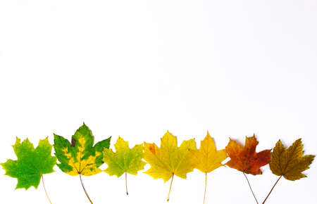 Maple leaves are arranged in a row from green to withered brown. Stages of yellowing and wilting of green leaves as a symbol of the three autumn months. White background. Fall concept. Flat lay.の写真素材