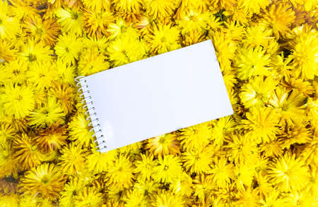 White notebook for notes on the background of heads of yellow chrysanthemum flowers. Yellow floral autumn background. Copy space. Flat lay.の写真素材