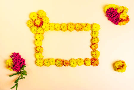 Rectangular frame made of yellow chrysanthemum flowers. Bunches of red rowan berries on a light yellow, beige background. Fall concept. Template for text, copy space.の写真素材