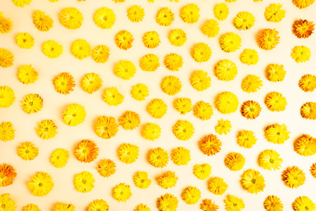Natural fresh yellow flowering heads of chrysanthemums flowers on light yellow, beige background. Floral pattern. Autumn natural concept. Flat lay. Top view.の写真素材