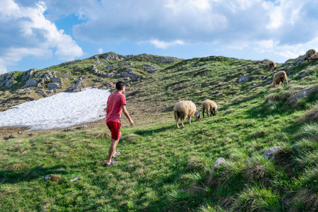 Young guy near herd of sheep, that grazes on green hill, located near scenic mountain road from Zabljak to Pluzine through Prevoj Sedlo pass. Durmitor National Park. Montenegro.の写真素材