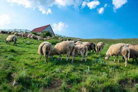 Flock of sheep grazes in an alpine green meadow near a rural house on blue cloudy sky background. Summer sunny landscape. Durmitor National Park. Montenegro.の写真素材