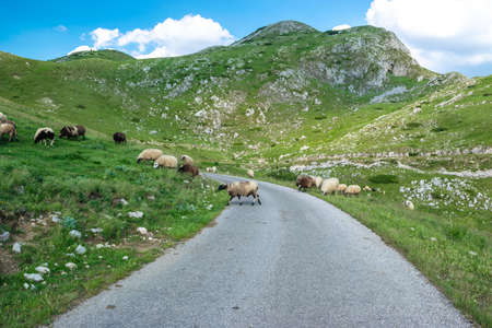 Herd of sheep grazes in mountain green meadow, located near scenic mountain road from Zabljak to Pluzine through Prevoj Sedlo pass. Durmitor National Park. Montenegro.の写真素材