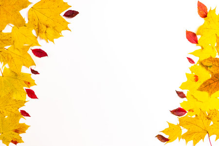 Autumn frame from yellow maple leaves and small red leaves of wild decorative grapes isolated on...