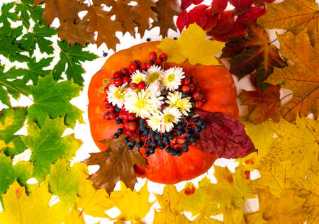 Large orange pumpkin decorated with white chrysanthemum flowers, red rowan berries, blue wild grapes, surrounded by autumn yellow, red, green and brown maple and oak leaves. Autumn background. Fall conceptの写真素材