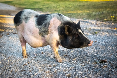 Dwarf Vietnamese pot-bellied black-and-white mini pig stands on a gravel path near green grass in the slanting rays of the setting sun. Countryside landscape and domestic decorative animals.の写真素材
