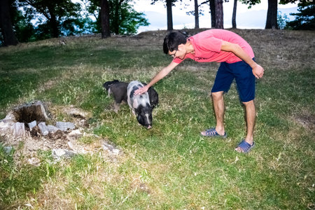 Young guy with pleasure strokes a dwarf Vietnamese pot-bellied black and white mini pig, standing on the green grass against the background of trees. Countryside and domestic decorative animals.の写真素材