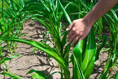 Hand of young agronomist touches green sprouts of maize plant cultivated in field. Concept of...