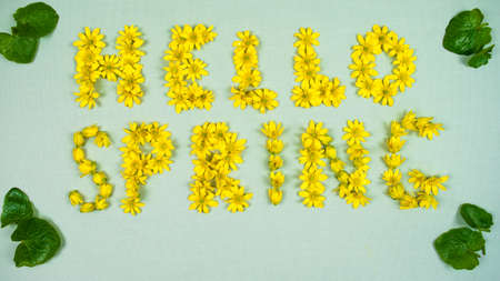 On light green fabric background spring buttercup flowers that form the words: "Hello Spring." springtime.の写真素材