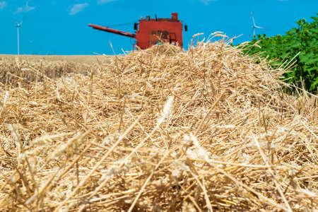 Harvester harvests ripe wheat on yellow rural field on a summer sunny day. Landscape of an endless agricultural field, blue sky and windmills or wind turbines. Wheat is a worldwide staple food.の写真素材