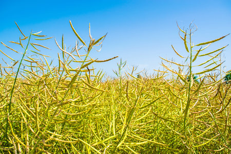 Oilseed rape crop is ripe in the yellow field. Rapeseed is the source of vegetable oil and protein...