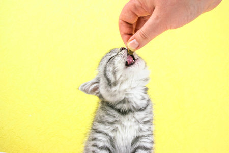 Woman's hand holds out dry food to kitten. Little cute Scottish Straight kitten on yellow background with copy space. Portrait of an adorable baby pet cat with fur colored in black marble on silver.の写真素材
