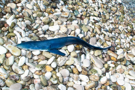 Dead baby shark lies on a pebble beach near the waters of the Ionian Sea. close up. Ecosystem and fishery concept. Potam beach. Himare city. Albania.の写真素材