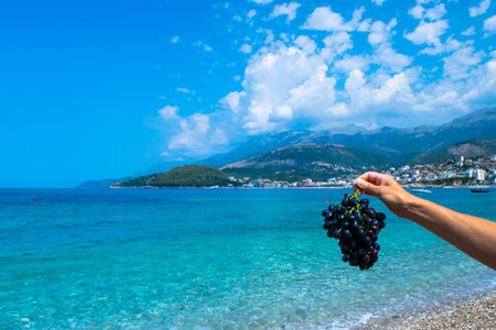Woman's hand holds bunch of ripe black grapes on blue sea and sky background. Clear pebble Potam beach. Seaside vacation concept. Concept of summer holidays and seasonal fruits. Himare. Albania.の写真素材