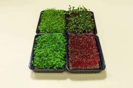 Four containers of growable microgreens. Green and red sprouted seeds for eating. Concept of healthy eating, wholesome foods, vegetarianism and veganism. flat lay.の写真素材