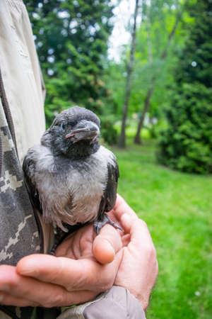 Cub of a gray crow close-up in the hands of a man against the background of a green lawn. The concept of pets and animal care.の写真素材