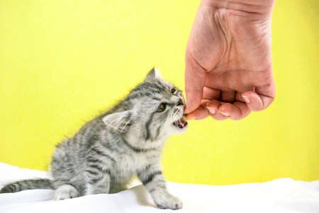 Woman's hand holds out dry food to kitten. Little cute Scottish Straight kitten on yellow background with copy space. Portrait of an adorable baby pet cat with fur colored in black marble on silver.の写真素材