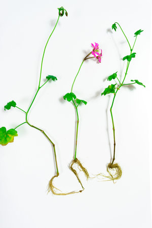 Young geranium sprouts with roots are prepared for planting in the ground. The concept of...