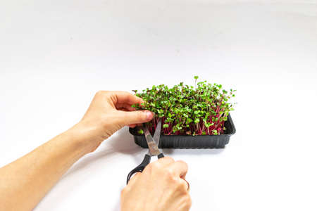 Woman's hands cuts microgreen of Radish Coral sprouts with scissors. Concept of healthy eating, wholesome foods, vegetarianism. white background.の写真素材