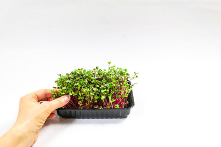 Woman's hand plucks microgreen of Radish Coral sprouts. Concept of healthy eating, wholesome foods,...