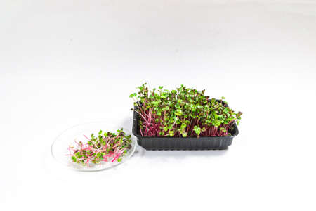 Cut radish coral microgreen sprouts on a plate near a container with green red young shoots. Concept of healthy eating, wholesome foods, vegetarianism. white background. copyspace.の写真素材