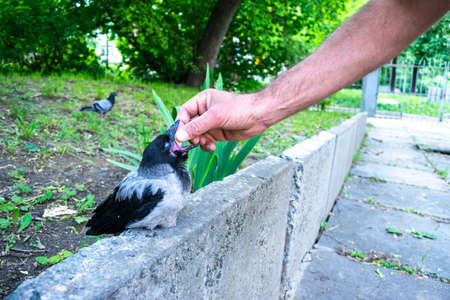Caucasian man feeding a cute little crow cub that sits on a border in the front garden. Rearing corvids chicks. concept of animal care. Person puts prepared balls of food into the open beak of chick.の写真素材