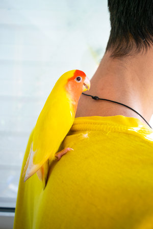 The tamed beautiful lovebird parrot sits sits on a guy's back in the loggia. The rosy-faced lovebird (Agapornis roseicollis) at home. copyspace.の写真素材