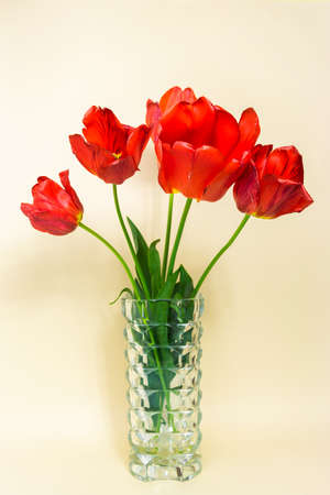 Red tulips in the vase, flower heads open. Bouquet of flowers in a glass vase. light yellow background.の写真素材