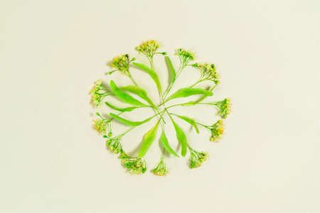 Linden tree flowers arranged in circle. close-up. Concept of teatime and herbal teas. Beige background. flat lay.の写真素材
