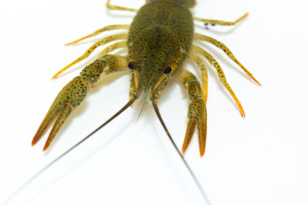 One live crayfish moves its claws and limbs in clear water on a white background. close up. Catching crayfish for human consumption. close-up.の写真素材