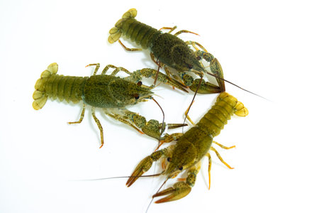 Three live crayfish crawl in clear underwater on a white background. Catching crayfish for human consumption. close-up.の写真素材
