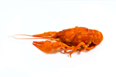 One boiled river red crayfish close up. White background with copy space. Catching crayfish for human consumption. Delicious food.の写真素材