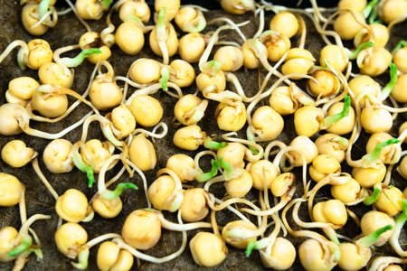 Pea seeds sprouted for food with small roots and rudiments of leaves in tray. close up. Concept of diet, vegetarianism, vegan, healthy products and proper nutrition. copyspace.の写真素材