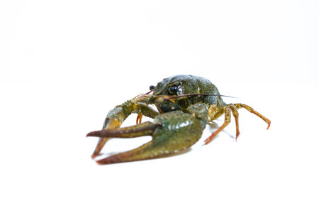 One live crayfish on white background. Catching crayfish for human consumption. close-up. side view. isolated.の写真素材