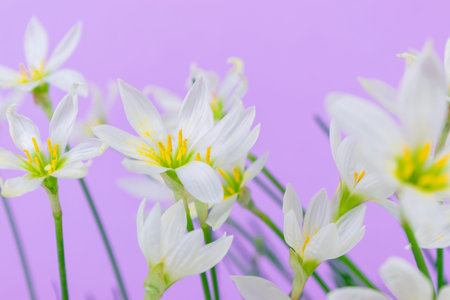 White buds of flowering Zephyranthes candida with delicate petals and yellow stamens. Lilac...