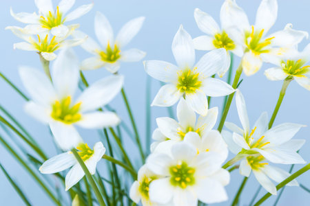 White buds of flowering Zephyranthes candida with delicate petals and yellow stamens. Turquoise...
