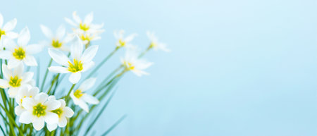 White buds of flowering Zephyranthes candida with delicate petals and yellow stamens. arctic blue background. Template for design, text and banner. copyspace.の写真素材