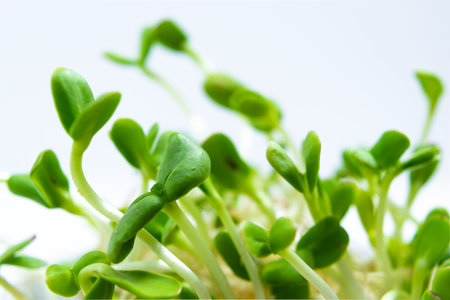 Young green sprouts of sunflower microgreens close up, grown for food in a jar. Concept of growing greens for eating healthy, vegetarianism, wholesome foods and veganism. white background.の写真素材
