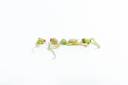 Mung beans (Vigna radiata) sprouted for food with small roots and rudiments of leaves on white...