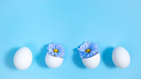 Row of white chicken eggs. Blue natural hrysanthemums in two broken eggs. Creative concept of the...