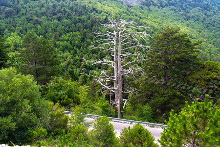 Dry pine-flag or pisha flamur is one of attractions of Albania and Logar Park, It grows only in...