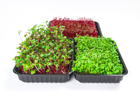 Three containers of grown microgreen shoots. Arugula and Radish Coral green sprouts and red Amaranth. Concept of healthy eating, wholesome foods, vegetarianism. white background. close up.の写真素材